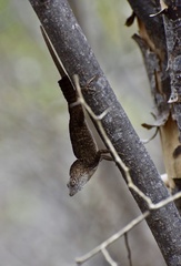 Anolis jubar oriens