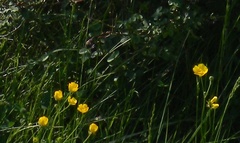 Ranunculus polyanthemos