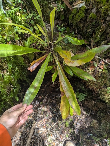 Elaphoglossum parvisquameum observed 2026-04-15