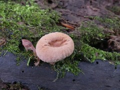 Lycoperdon subincarnatum