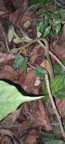 Beautiful Pitviper