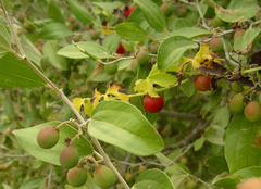 Blastania cerasiformis