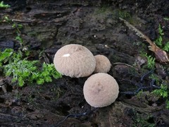 Lycoperdon subincarnatum