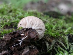 Lycoperdon subincarnatum