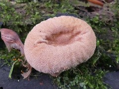 Lycoperdon subincarnatum