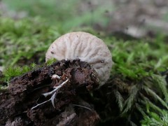 Lycoperdon subincarnatum