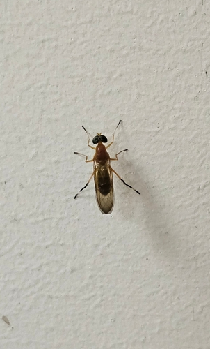 Ptecticus testaceus