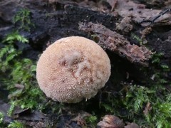 Lycoperdon subincarnatum