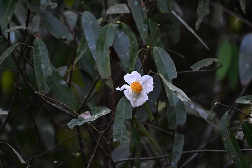 Ceylon ironwood