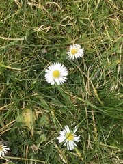 Bellis perennis
