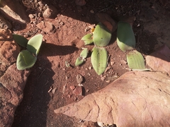 Haemanthus humilis
