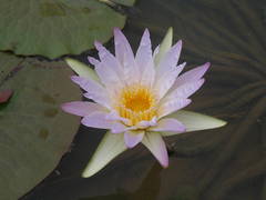 Nymphaea micrantha