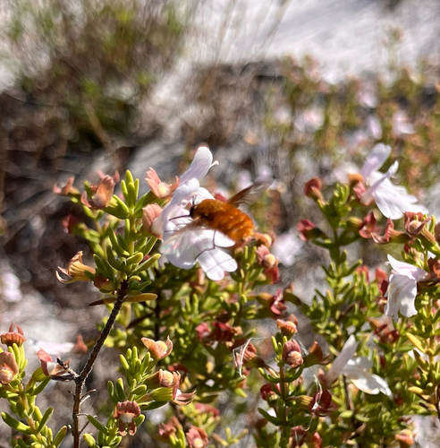 Bombylius mexicanus photo 2