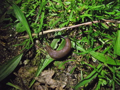 Euthyneura