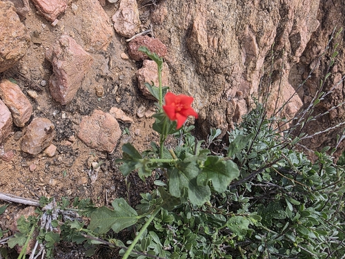 Hibiscus somalensis