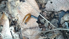 Streptostyla