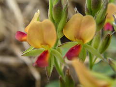 Alysicarpus glumaceus