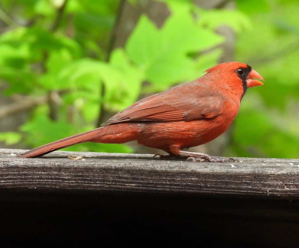 Northern Cardinal from Along Ijams Branch, off of Co. Rd. 275 ...
