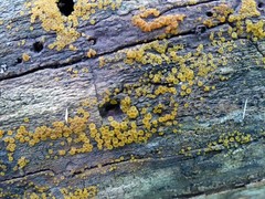 Orbilia xanthostigma