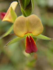 Alysicarpus glumaceus