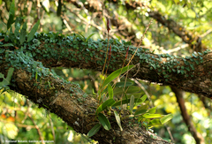 Bulbophyllum schinzianum image