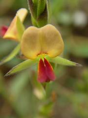 Alysicarpus glumaceus