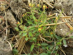 Alysicarpus glumaceus