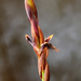 Ptiloglossum - Photo (c) Bart Wursten,  זכויות יוצרים חלקיות (CC BY-NC), הועלה על ידי Bart Wursten