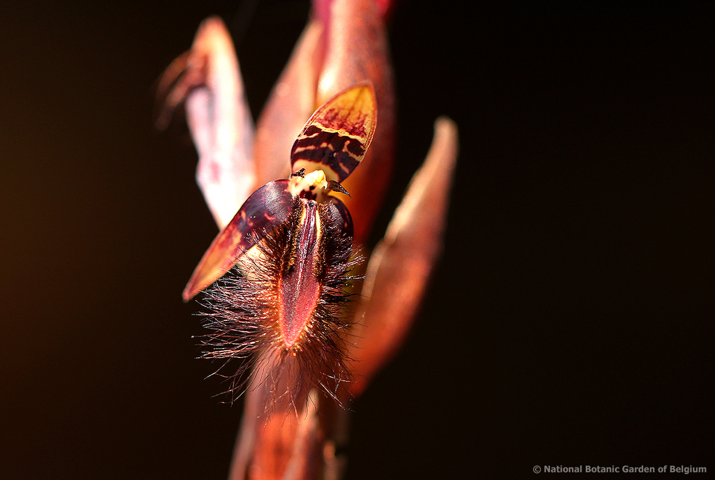 Bulbophyllum schinzianum