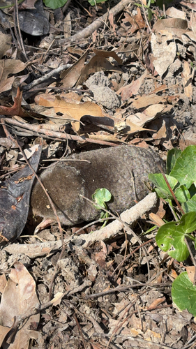 Eastern Mole observed by sticks01