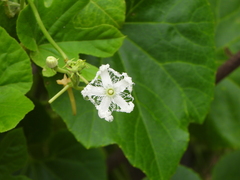 Trichosanthes cucumerina, photograph (c) amantedarmanin, some rights reserved (CC BY)