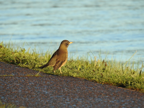 Austral Thrush