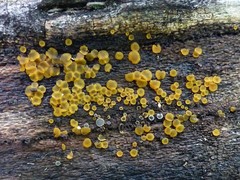 Orbilia xanthostigma