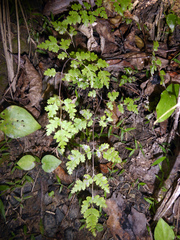Pteris saxatilis