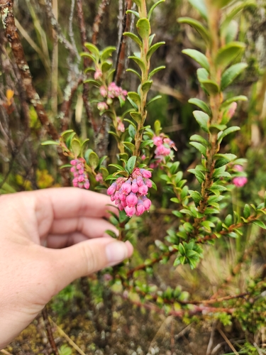 Andean blueberry