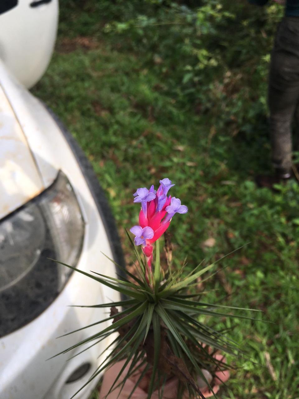 Tillandsia tenuifolia