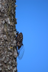Amphipsalta zelandica