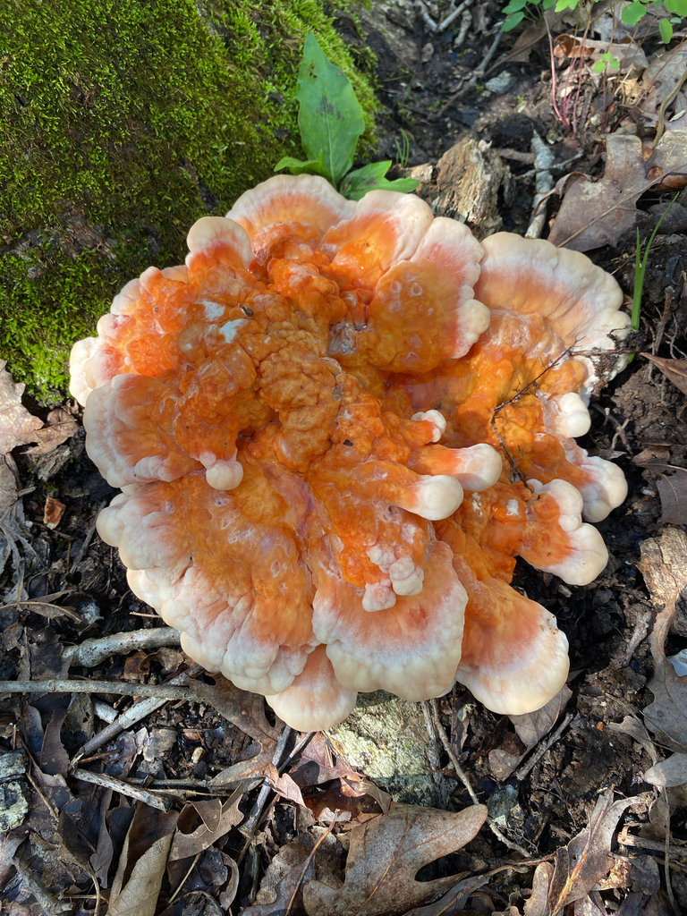 Laetiporus cincinnatus · April 2026 · photo: © bobnieman (iNaturalist, cc-by)