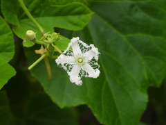 Trichosanthes cucumerina, photograph (c) amantedarmanin, some rights reserved (CC BY)