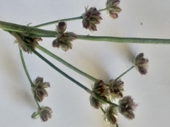 Juncus oxycarpus