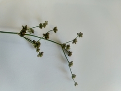 Juncus oxycarpus
