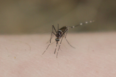 Aedes notoscriptus