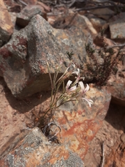 Pelargonium longifolium