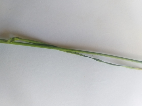 Image of Juncus oxycarpus by (c) kevin koen, some rights reserved (CC BY-SA)