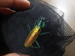 Metallyticus splendidus