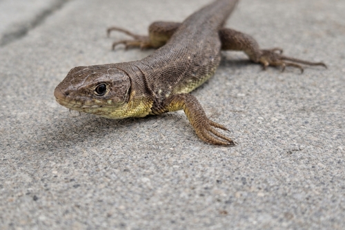 Green Lizard