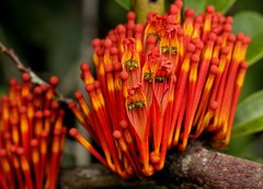 Phragmanthera crassicaulis