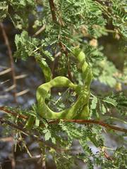 Vachellia tortilis raddiana