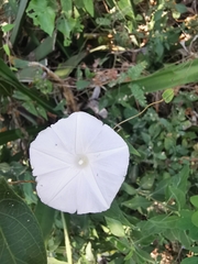 Ipomoea puncticulata
