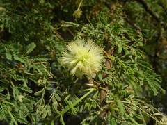 Vachellia tortilis raddiana